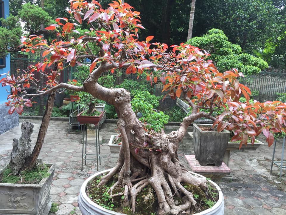 Hình ảnh Cây Túc
