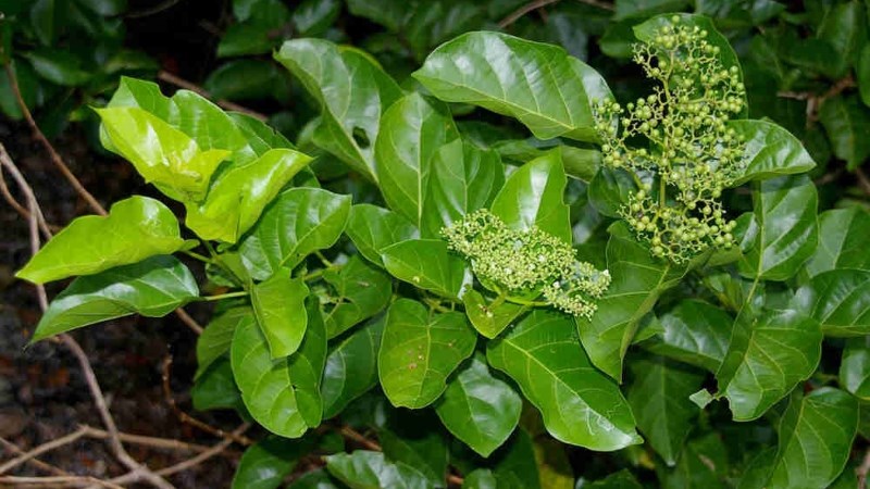 Lá Cách Miền Bắc Gọi Là Gì