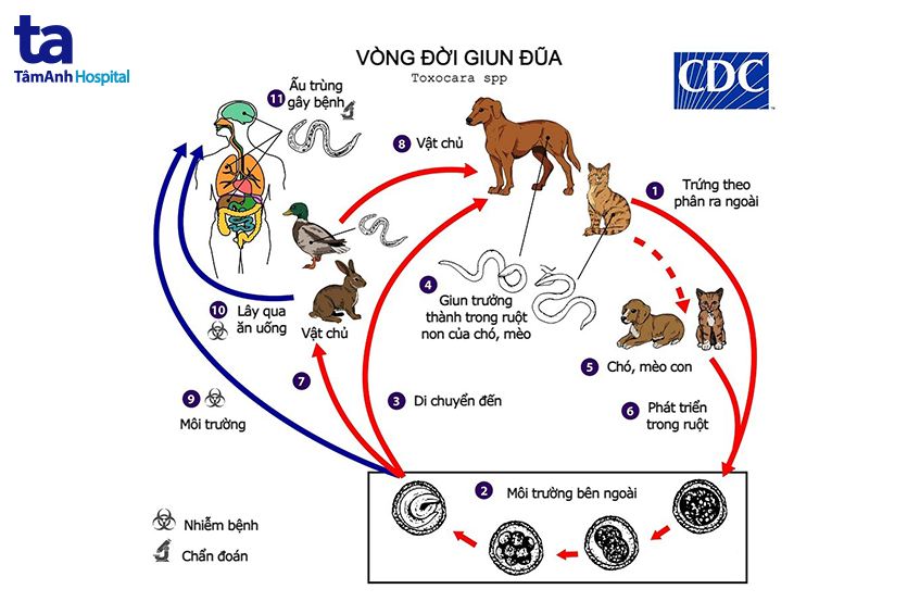 Môi Trường Sống Của Giun đũa
