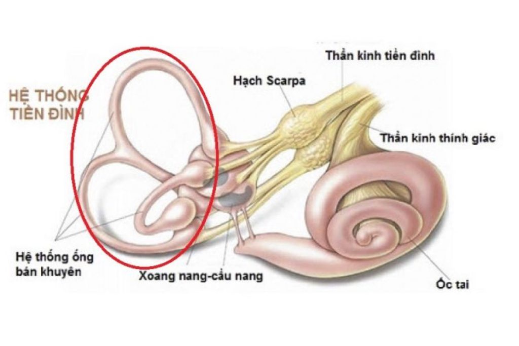 Nguyên Nhân Gây Chóng Mặt