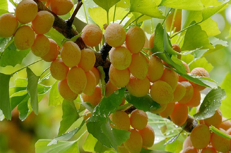 Quả Ngân Hạnh