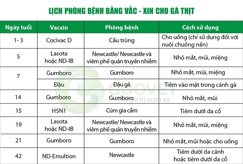 Quy Trình Tiêm Vắc Xin Cho Gà Con