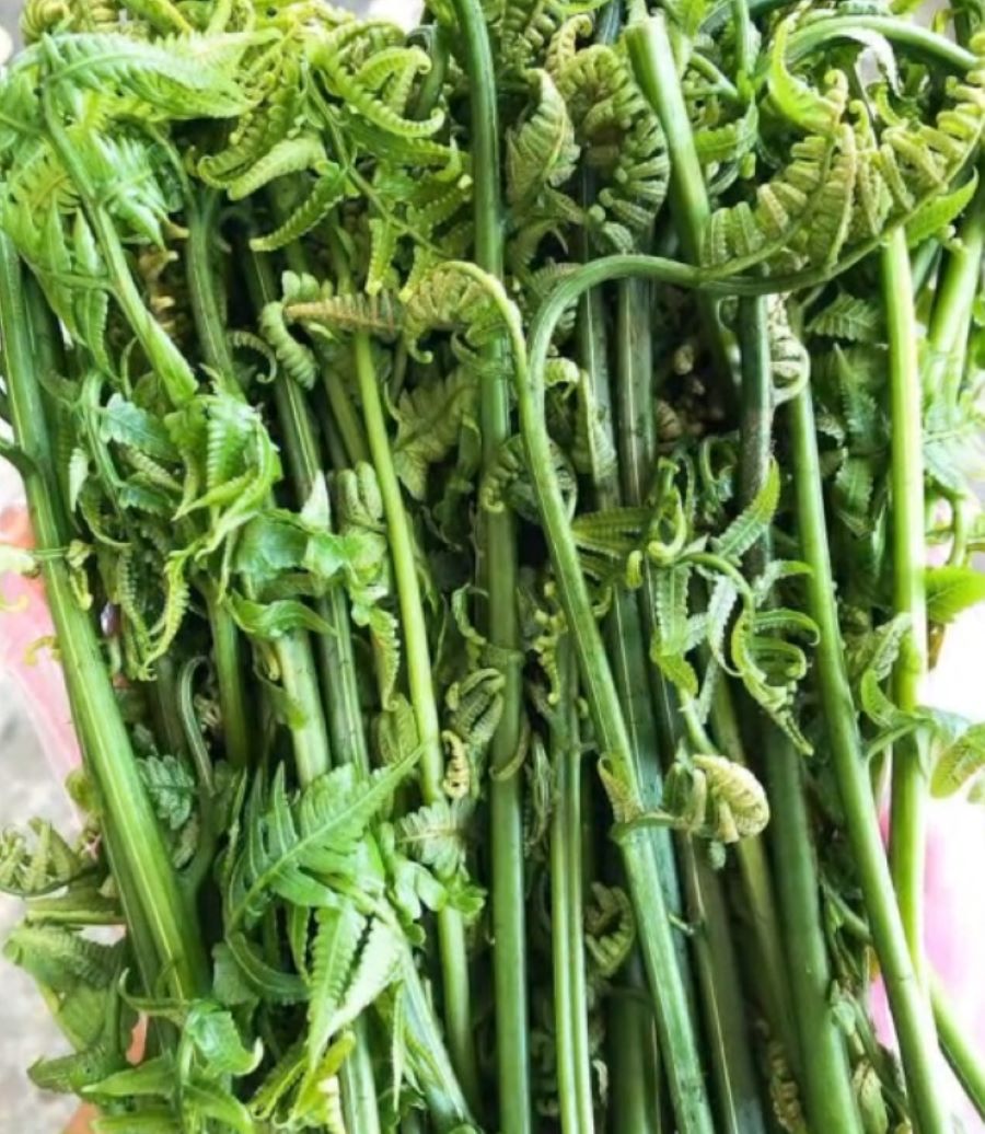 Rau Dớn Rừng