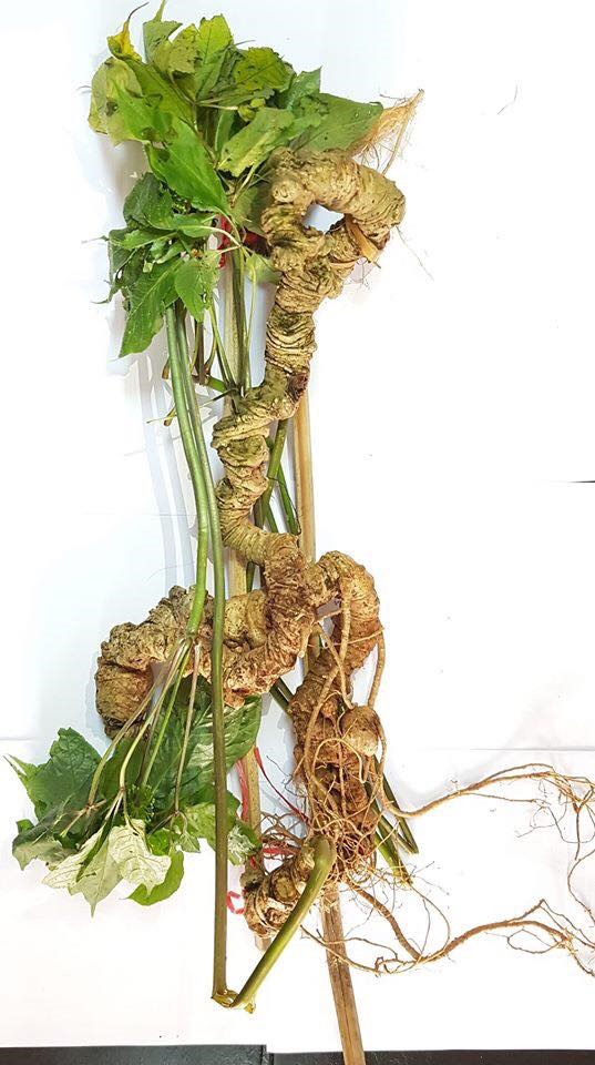 Sâm Tiết Trúc