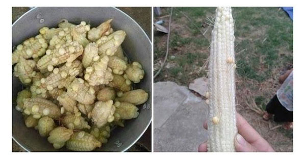 Son Chẻ Ngô ít Hạt Là Gì
