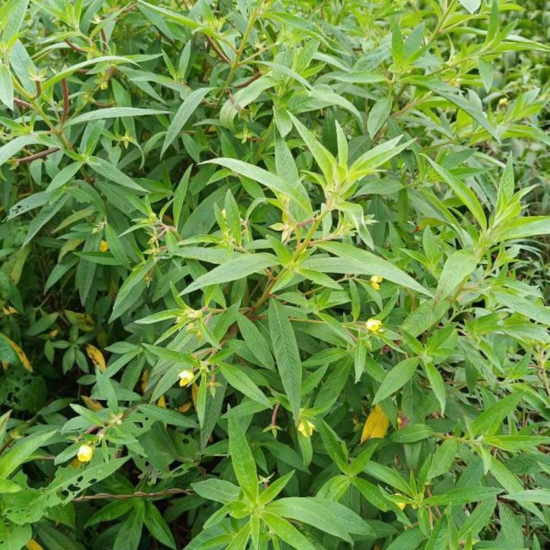 Tác Dụng Cây Rau Mương