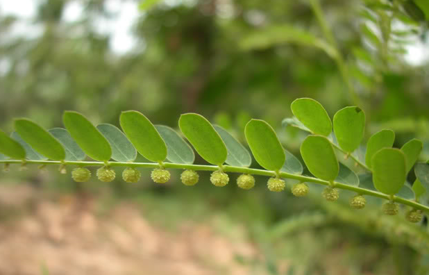 Tác Dụng Của Diệp Hạ Châu