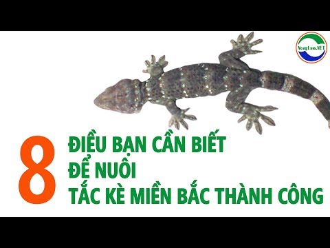 Tắc Kè đen