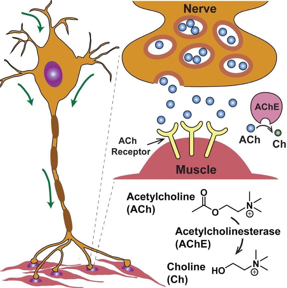 Acetylcholine Là Gì
