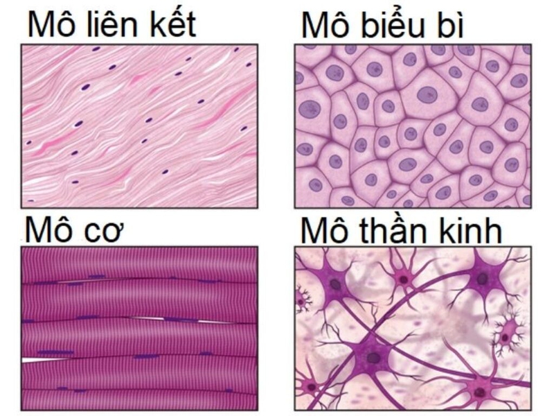 Biểu Mô Là Gì