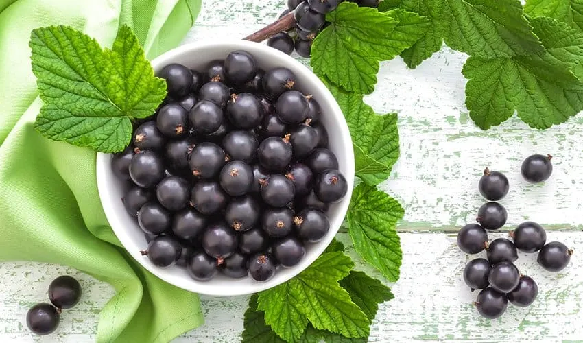 Blackcurrant Là Quả Gì