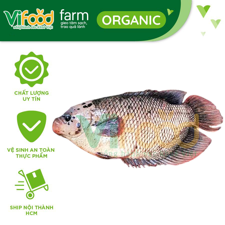 Cá Tai Tượng Giá Bao Nhiêu 1kg