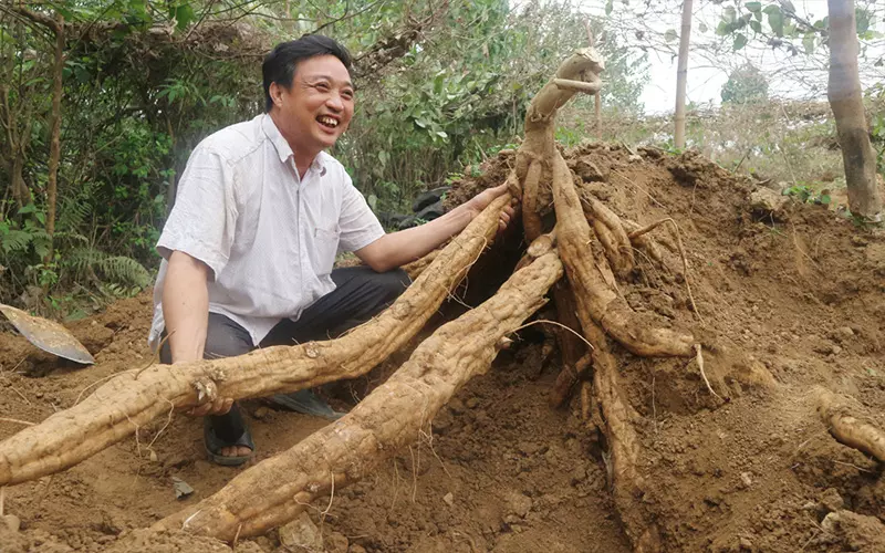Cách Trồng Sắn Dây