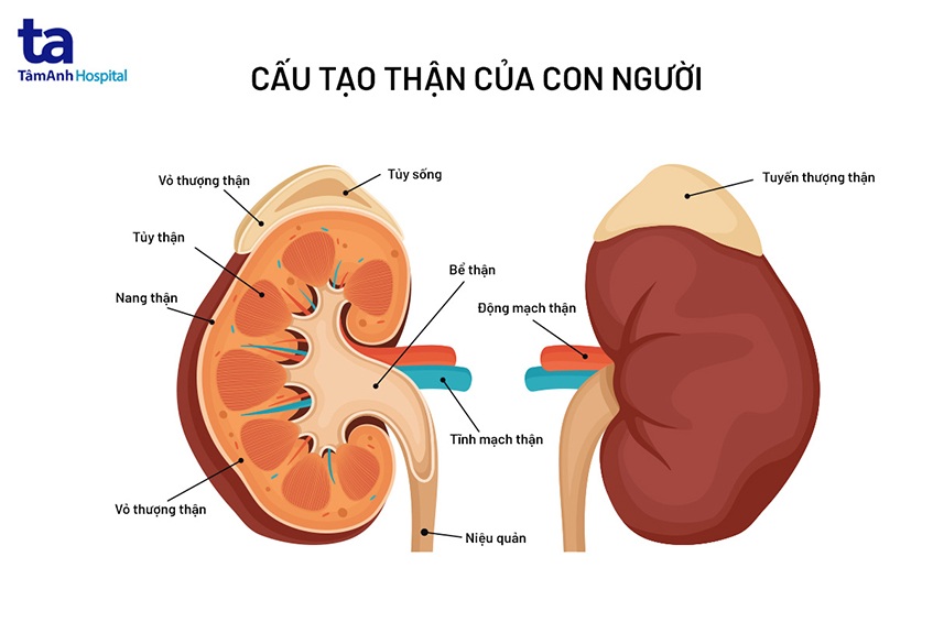Cầu Thận Là Gì