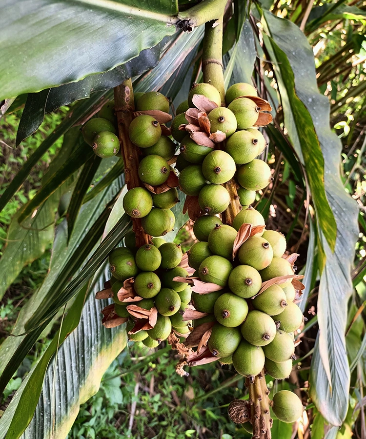Cây Bo Bo Rừng