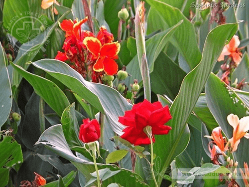 Cây Củ Chuối