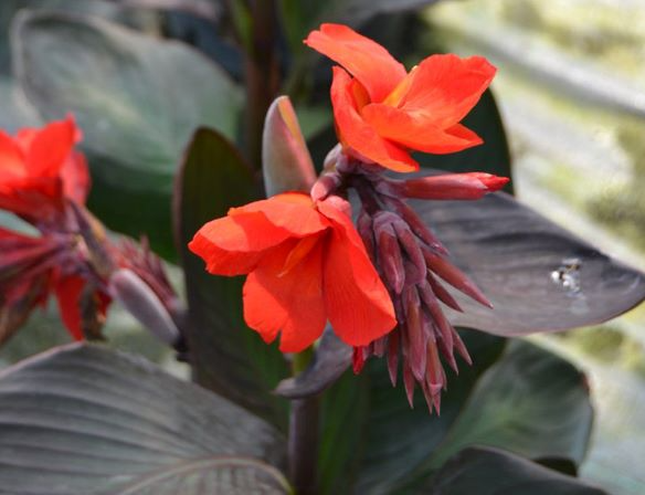 Cây Rong Riềng đỏ