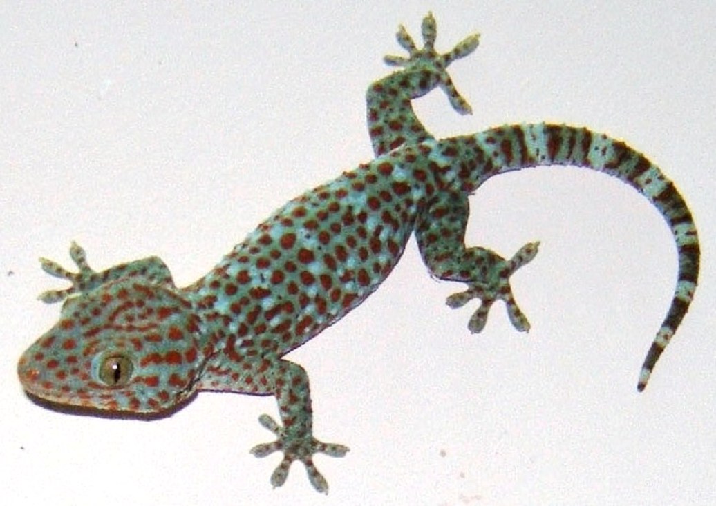 Con Tắc Kè Bông