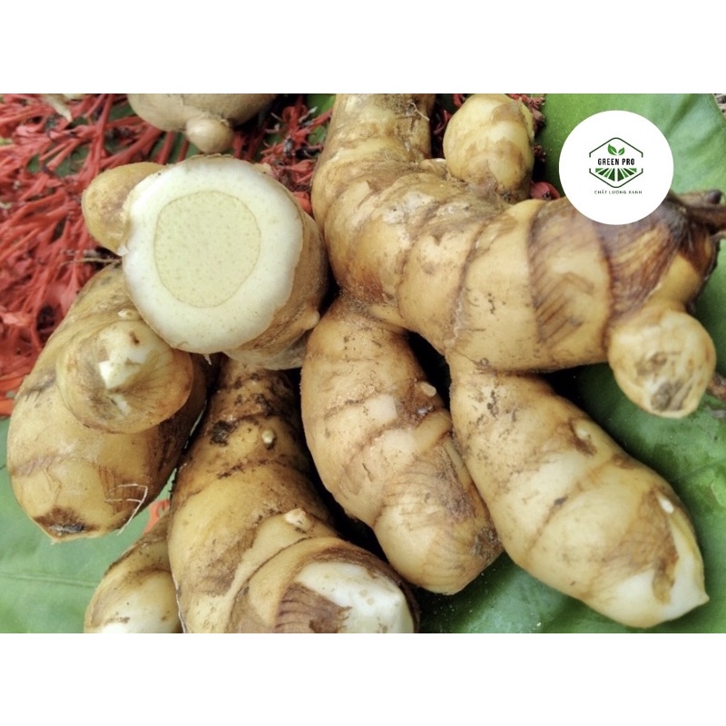 Củ Ngải Trắng