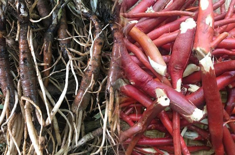 Củ Sâm Cau
