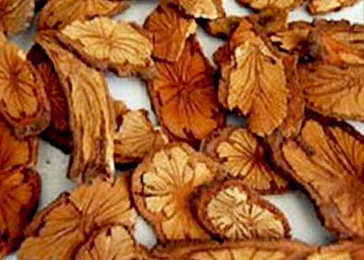 Dạ Giao đằng