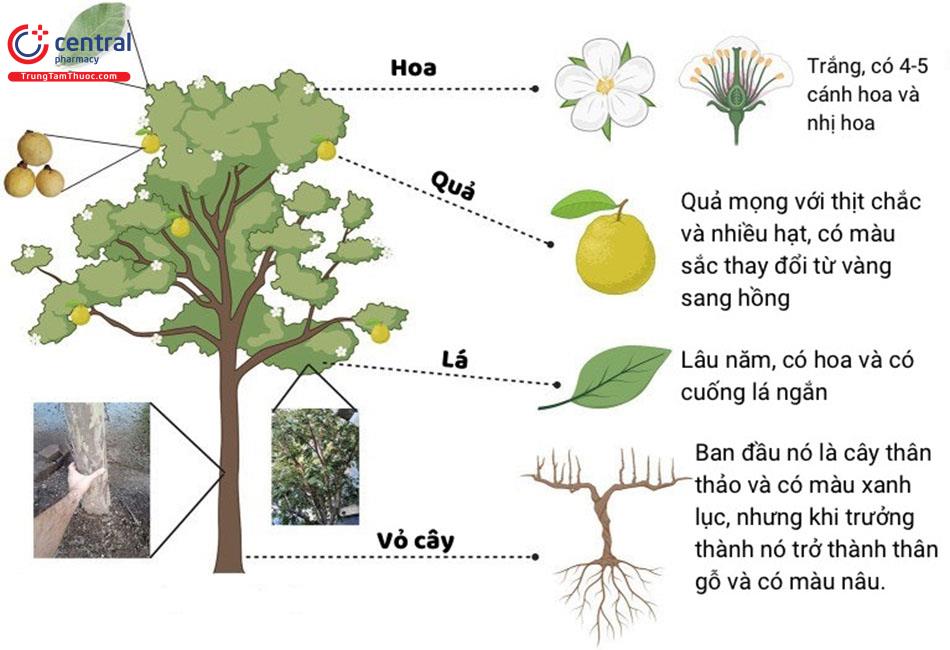 đặc điểm Của Cây ổi
