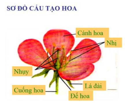 đài Hoa Là Gì