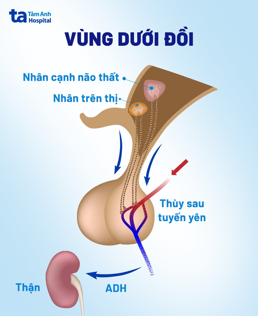 đái Tháo Nhạt Là Gì