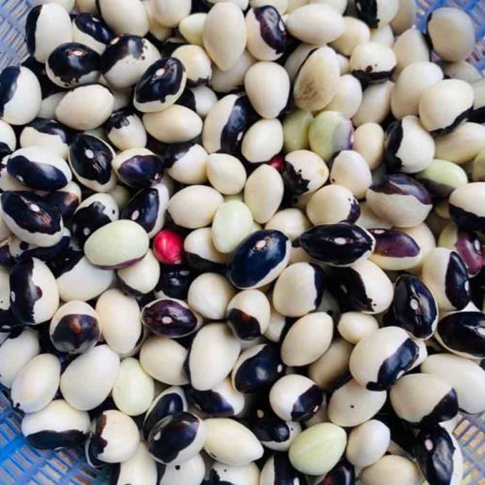 đậu Mắt Mèo