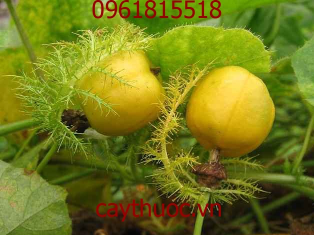 Dây Nhãn Lòng Có Tác Dụng Gì