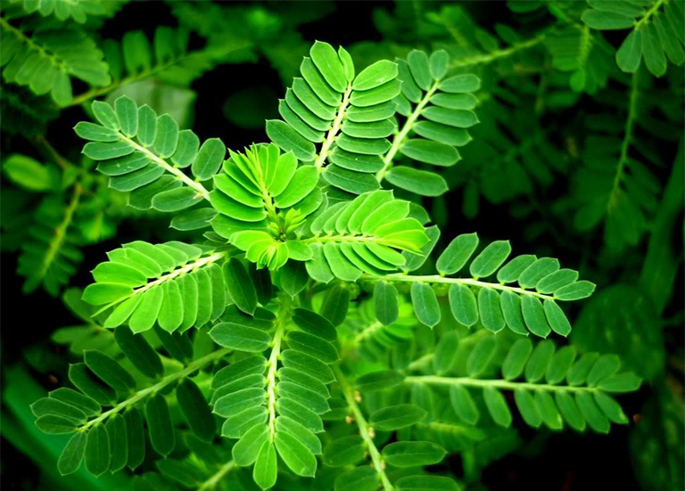Diệp Hạ Châu đắng