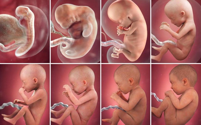 Embryo Là Gì