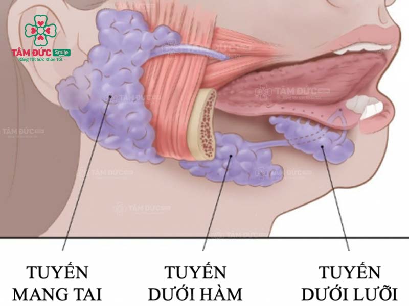 Enzim Trong Nước Bọt