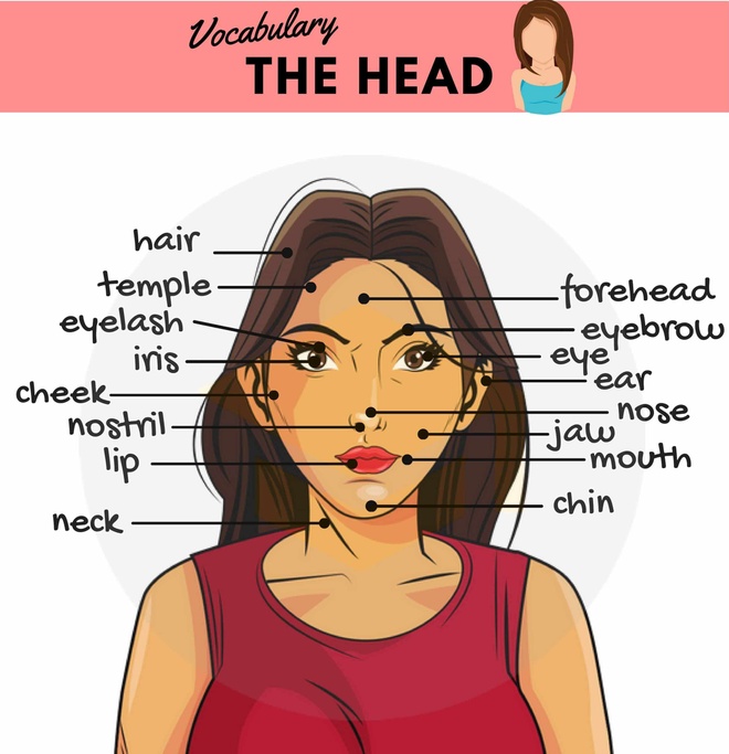 Forehead Là Gì