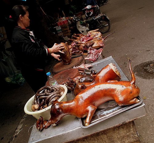 Giá Chó Hơi