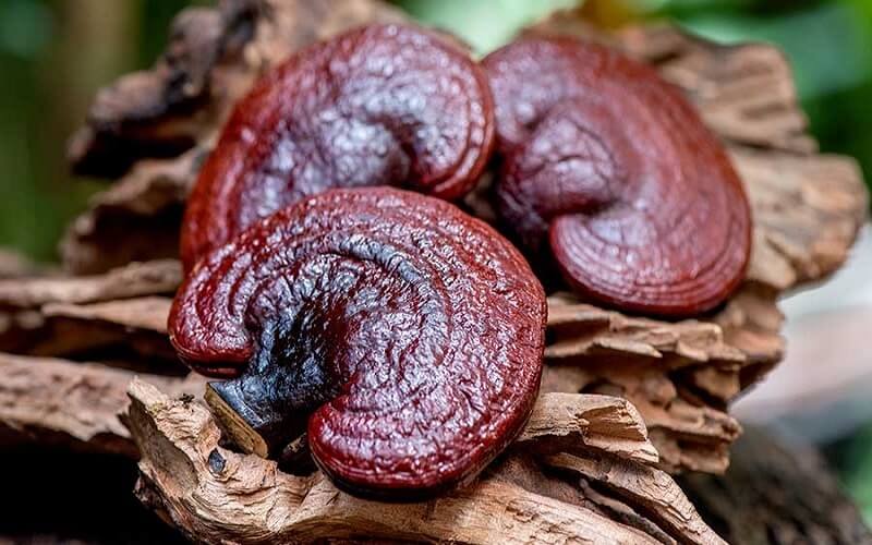 Giá Nấm Linh Chi đỏ