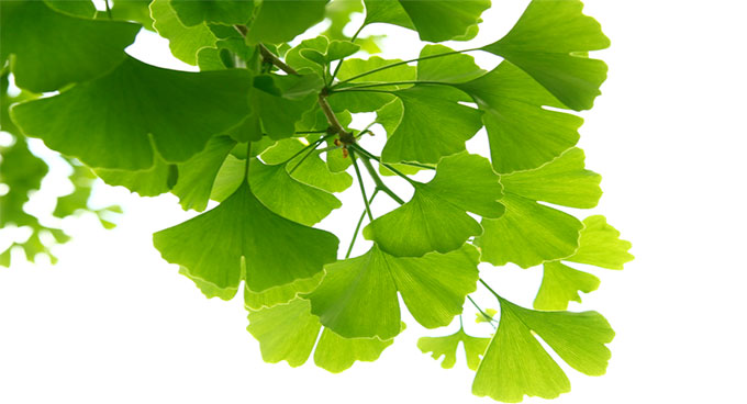 Ginkgo Biloba Là Gì