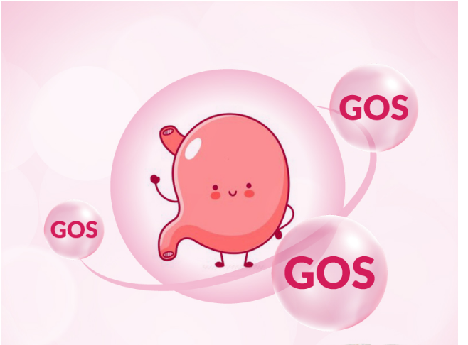 Gos Là Gì