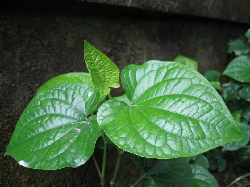 Lá Lốt Tiếng Anh Là Gì