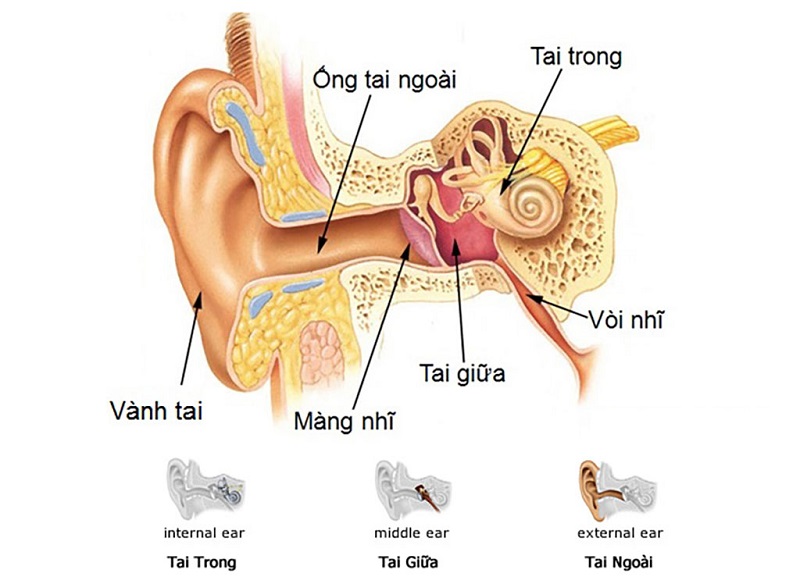 Màng Nhĩ ở đâu