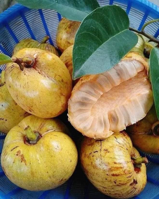 Quả Na đất