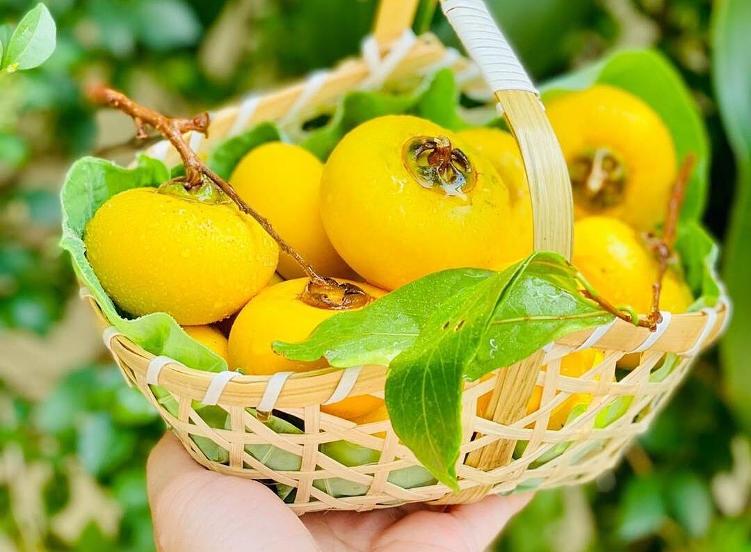 Quả Thị ăn được Không