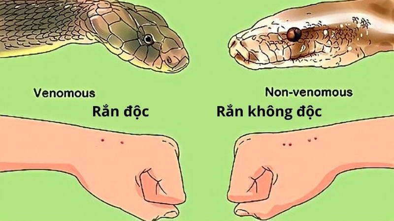 Rắn Hổ Mang Cắn Bao Lâu Thì Chết