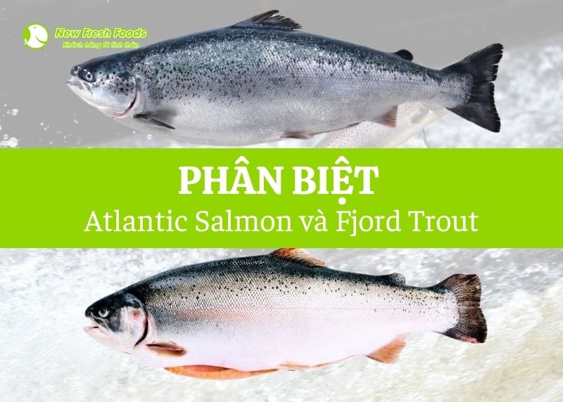 Salmon Là Gì