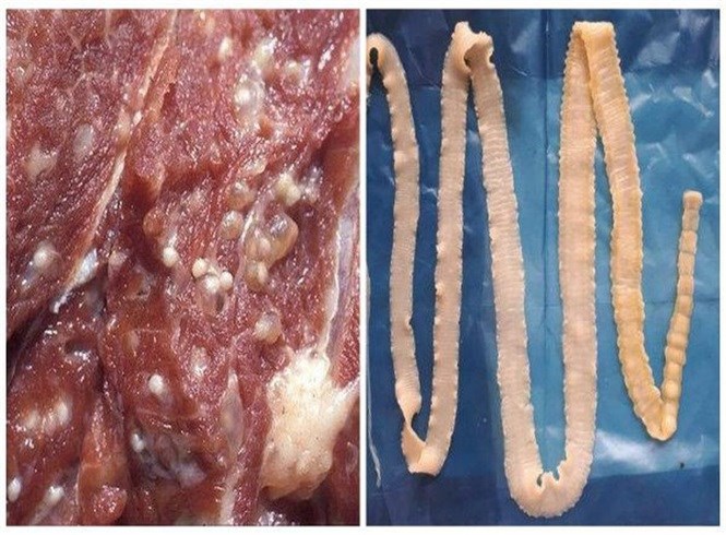 Sán Dải Heo