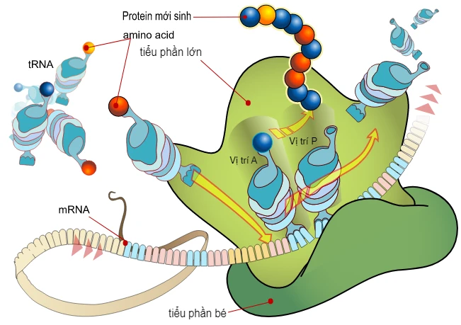 Sản Phẩm Của Giai đoạn Hoạt Hoá Axit Amin Là