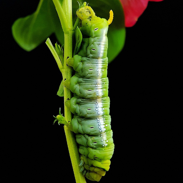 Sâu Dừa Cạn