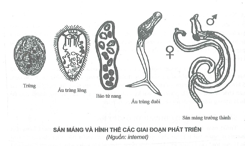 Schistosoma Là Gì