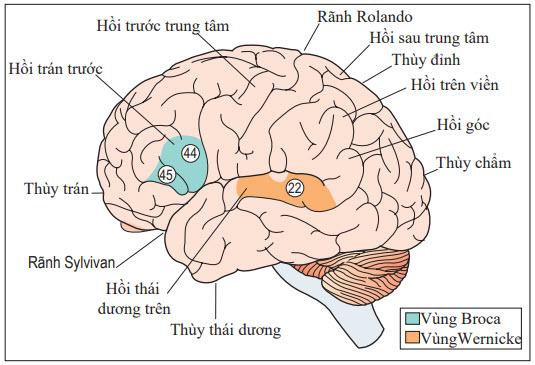 Thất Ngôn Broca