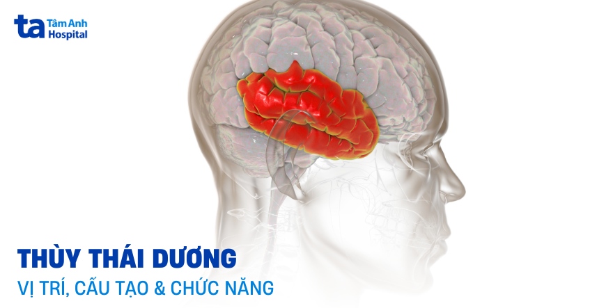 Thùy Thái Dương